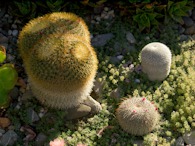 423959405 Mammillaria (three) 2